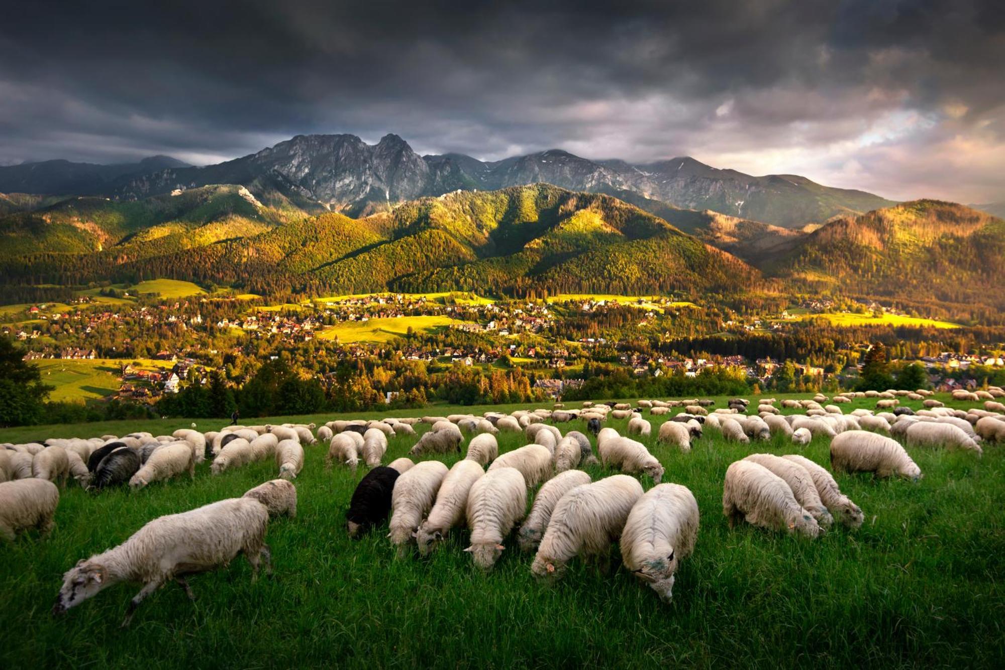 Gorska Osada Luxury Chalets Zakopane โปโรนิน ภายนอก รูปภาพ